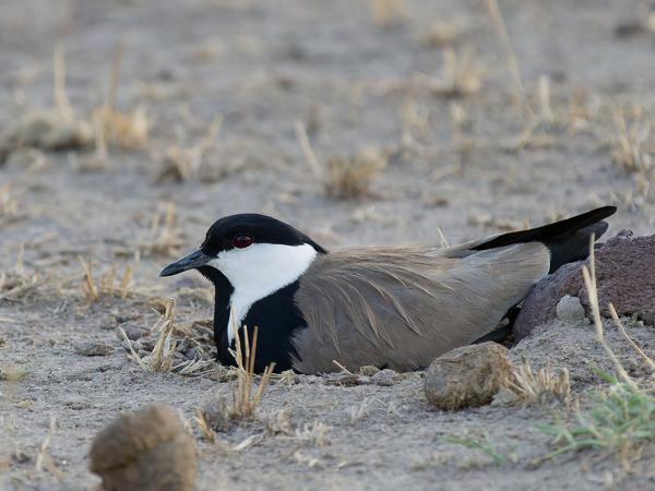 <h3><a href="/trips/tanzania/biota/animalia/chordata/aves/024 charadriiformes/009 charadriidae/vanellus spinosus/vanellus spinosus-nl.html">Vanellus&nbsp;spinosus</a> / Spur‑winged&nbsp;lapwing / Sporenkievit</h3>OM-1 Mark II met OLYMPUS M.150-400mm F4.5, 1/2000 sec  bij F4.5, ISO 5000, afstand 10.1&nbsp;m